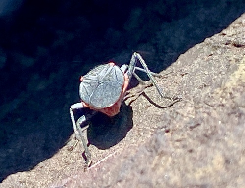iNaturalist observation photo of Red-shouldered Bug