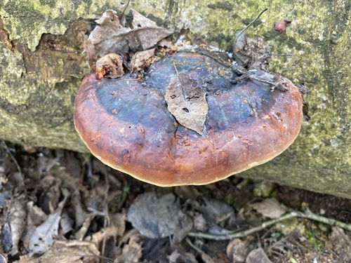 Ganoderma resinaceum
