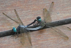 Micrathyria atra