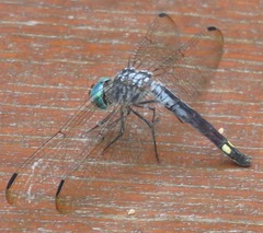 Micrathyria atra