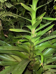 Giant air plant (Glomeropitcairnia)