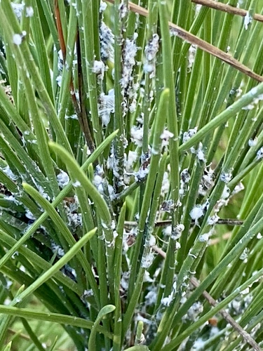 iNaturalist observation photo of Adelgids