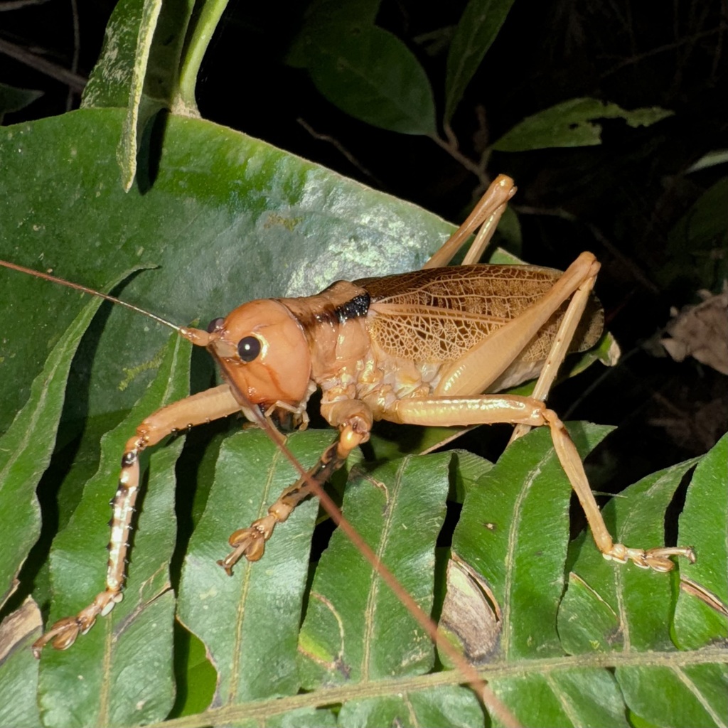 Nesonotus vulneratus