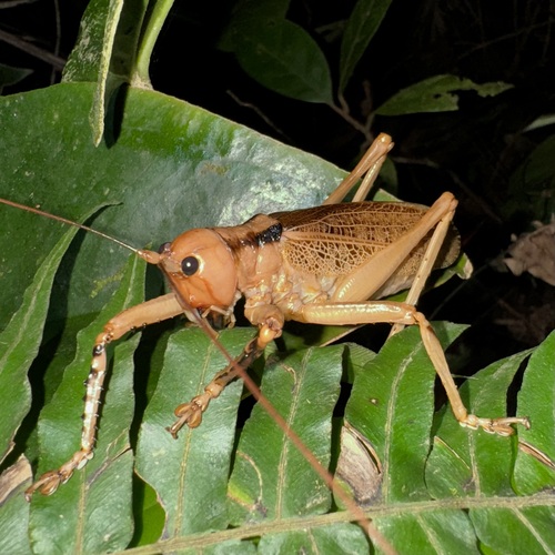 Nesonotus vulneratus