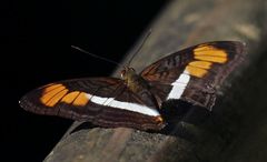 Adelpha melona pseudarete