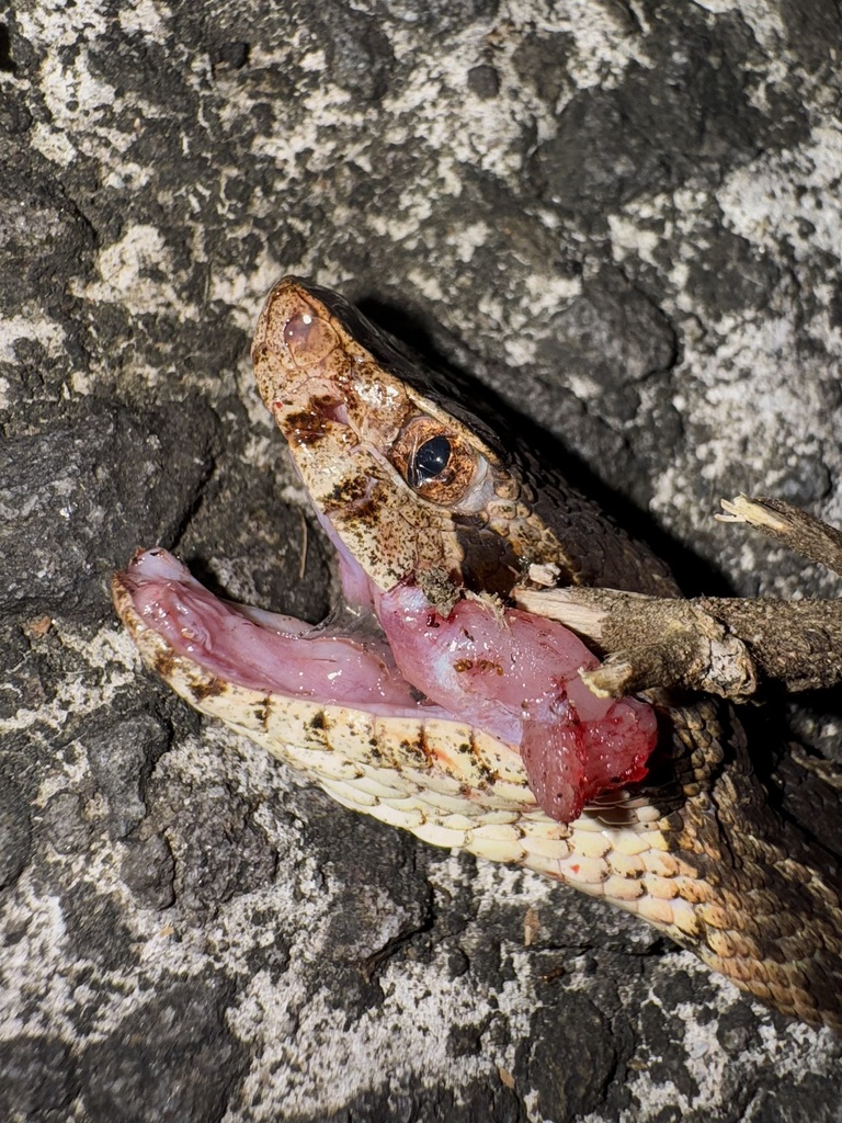 Martinique Lancehead
