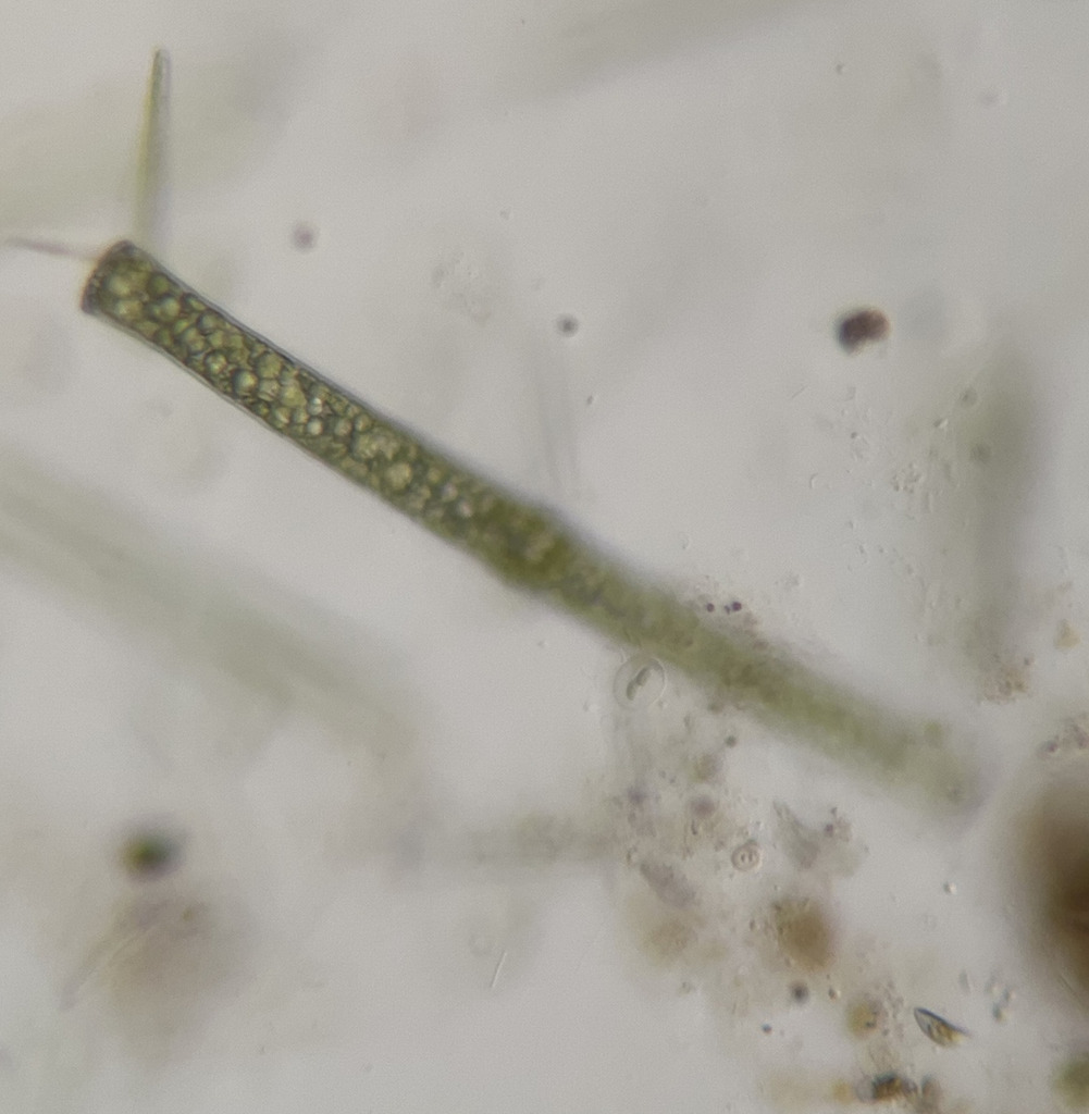 Pleurotaenium cylindricum