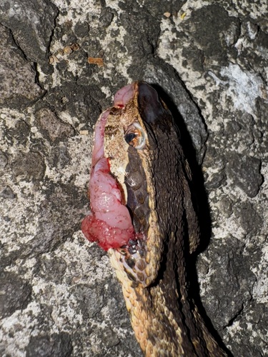 Martinique Lancehead