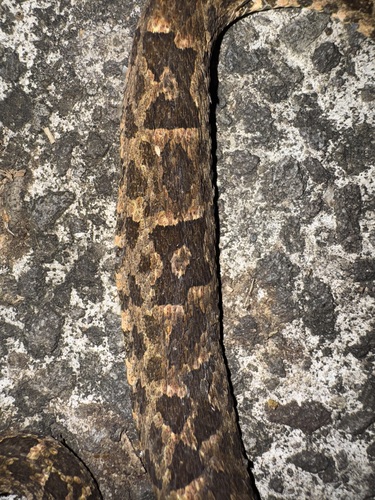 Martinique Lancehead