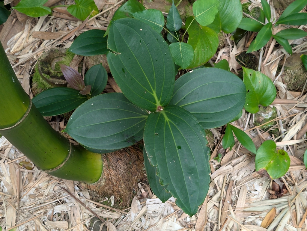 Medinilla cumingii; photograph author not stated, no rights reserved