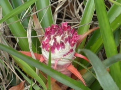 Bromelia goyazensis