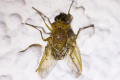 Ormia
