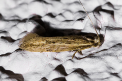 Ypsolopha