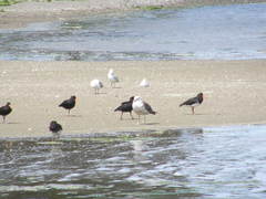 Larus dominicanus dominicanus