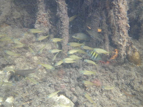 Haemulon flavolineatum
