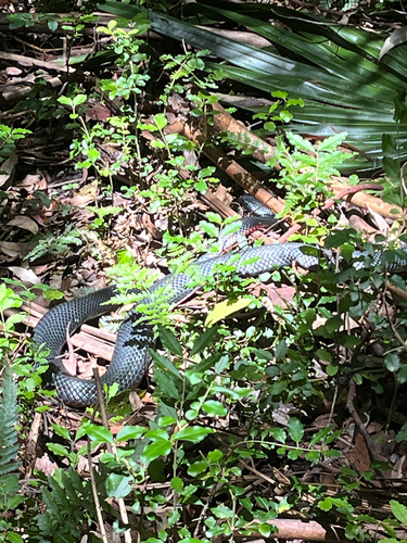 Red-bellied Black Snake sighting