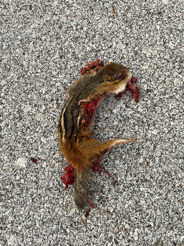 Eastern Chipmunk photographed in Iowa