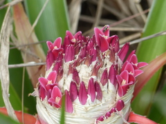 Bromelia goyazensis