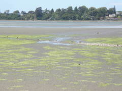 Egretta novaehollandiae