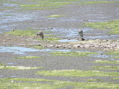 Egretta novaehollandiae