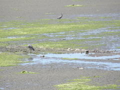 Egretta novaehollandiae