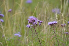Chromolaena pulchella