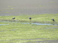 Egretta novaehollandiae