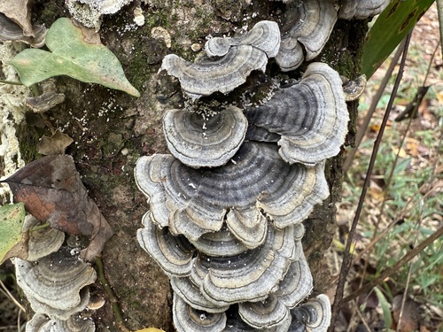 Trametes versicolor