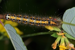 Acronicta tridens