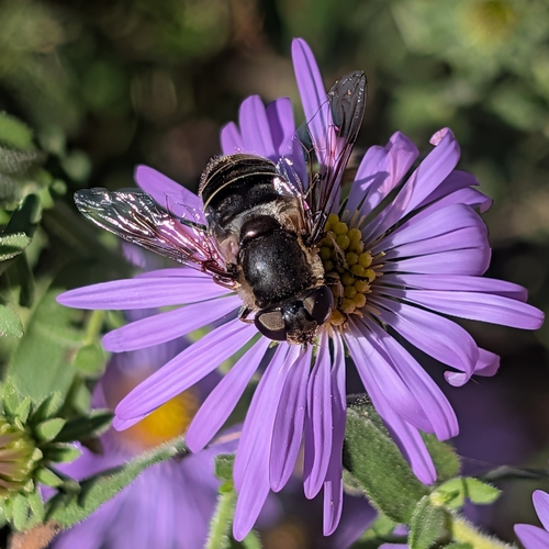 Unknown species found near North Carolina, US