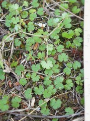 Hydrocotyle microphylla
