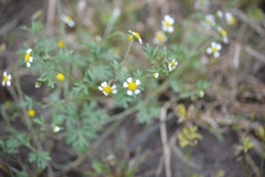 Achyropappus anthemoides