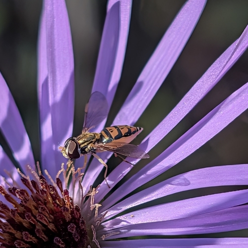 Unknown species found near North Carolina, US