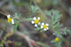 Achyropappus anthemoides