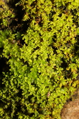 Syntrichia latifolia