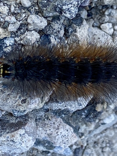 iNaturalist observation photo of Salt Marsh Moth