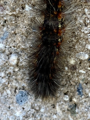 iNaturalist observation photo of Salt Marsh Moth