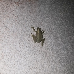 Trachycephalus mesophaeus