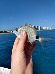 Diplodus holbrookii