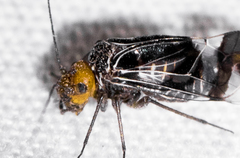 Cerastipsocus trifasciatus