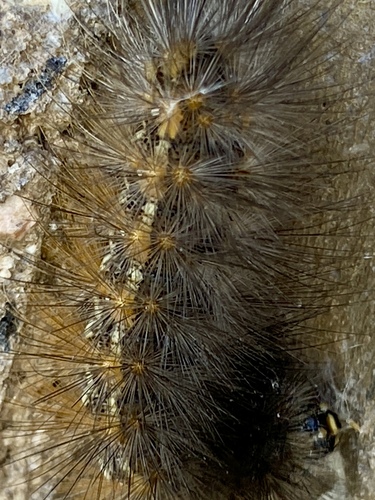 iNaturalist observation photo of Salt Marsh Moth