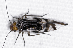 Cerastipsocus trifasciatus