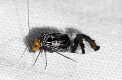 Cerastipsocus trifasciatus