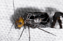 Cerastipsocus trifasciatus