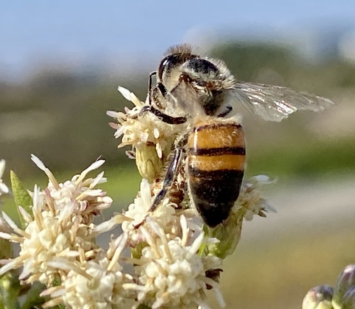 iNaturalist observation photo of Western Honey Bee