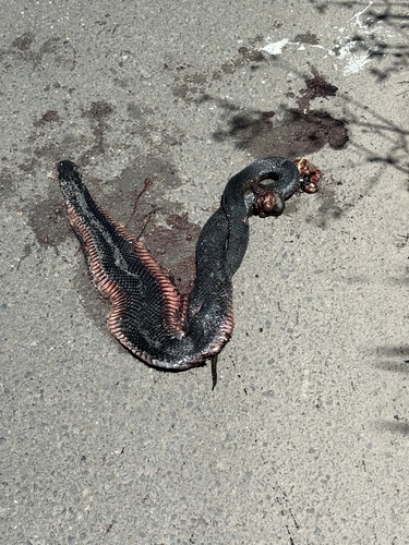 Red-bellied Black Snake sighting