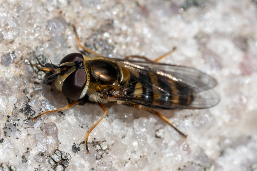 Unknown species found near Washington County, MD, USA