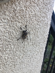 Lagocheirus araneiformis