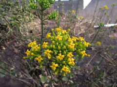 Kalanchoe longiflora