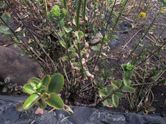Kalanchoe longiflora